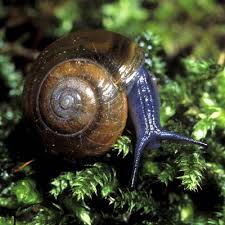 Image result for Oxyrhachis gracillima