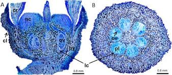 Image result for Mitrasacmopsis quadrivalvis