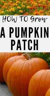 How To Grow A Pumpkin Patch In Your Yard Planting Pumpkin Seeds Planting Pumpkins Growing Pumpkins