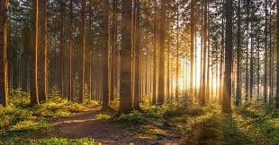 ‫غابة‬‎ ile ilgili görsel sonucu