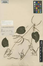 Image result for Pouchetia baumanniana