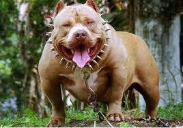 Download Pitbull Hd Wallpaper New 2019 Free For Android Pitbull Hd Wallpaper New 2019 Apk Download Steprimo Com Download a free preview or high quality adobe illustrator ai, eps, pdf and high resolution jpeg versions. pitbull hd wallpaper new 2019 apk