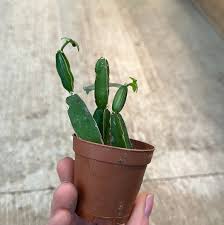 Image result for Cissus quadrangularis