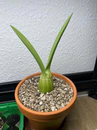 Image result for Eulophia petersii