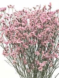 Image result for Limonium