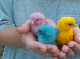 Colorful Chicks Silkie Chickens Chicks Chickens