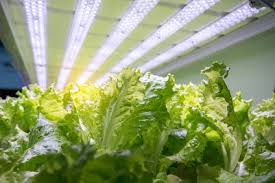 There are actually a number of vegetables that can grow without sunlight, usually in what is called partial shade or full shade. Led Grow Lights For Vegetables Grow Lights Best Led Grow Lights Hydroponics