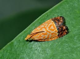 Image result for Archips podanus