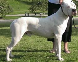 Informacion Sobre El Perro Dogo Argentino Perros Razas De Perros Perros De Caza