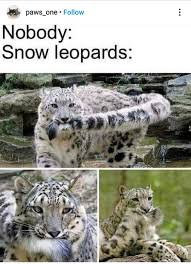 Pin By Heloisebazin35 On Visions Du Monde In 2020 Snow Leopard Cat Tshirts Funny Leopards