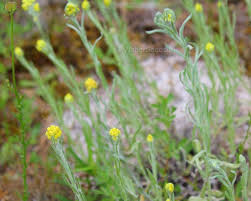Image result for Helichrysum arenicola