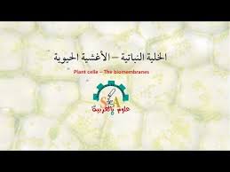 الخلية النباتية الأغشية الحيوية plants arabic calligraphy