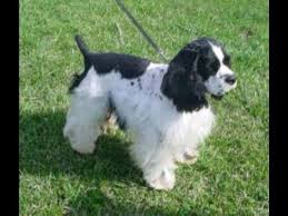Find the perfect english cocker spaniel puppies from all over the world! Cocker Spaniel Puppies For Sale For Sale In Covington Louisiana Classified Americanlisted Com