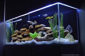 Cichlids are among the most colorful, active and hardy freshwater fish. Cichlid Tank African Cichlid Tank African Cichlid Aquarium Cichlid Aquarium