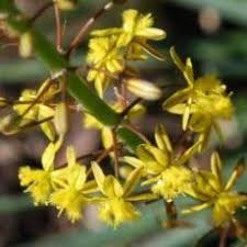 Image result for Bulbine asphodeloides