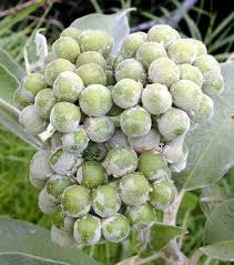 Image result for Solanum mauritianum