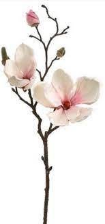 Pin By Slowww Lifes On At First Blush Magnolia Flower Magnolia Branch Flower Drawing