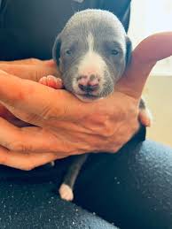 Lonely 91-Year-Old Rescues a Puppy — He Never Imagined the Puppy Would Save  His Life === At ninety-one, Harold Bennett's house had never felt so quiet.  Once, it had been full of