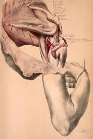Deep Dissection Of The Shoulder With The Muscles Divided And Reflected To Show The Spine Of Scapula Humerus Axillary Anatomy Art Medical Drawings Arm Anatomy