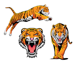 Tiger fire flame, hd tiger fierce flames, tiger flame, mammal, animals, cat like mammal png. Tiger Cartoon Vector Free Download