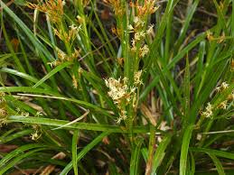 Image result for Rhynchosia elegans