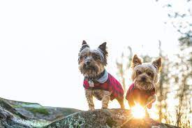 Why transport your pet by ground? Comfortable Shared Pet Ground Transportation Pet Van Lines