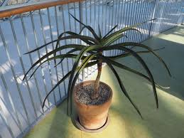 Image result for Aloidendron barberae