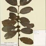 Image result for Cassipourea ndando