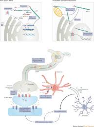 A person with huntington's disease may live for 15 to 25 years after developing the first symptoms. Therapeutic Approaches To Huntington Disease From The Bench To The Clinic Nature Reviews Drug Discovery
