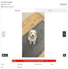 Check spelling or type a new query. The Unwanted Dogs Who Were Just For Christmas Owners Reveal Why They Re Flogging Puppies On Gumtree Daily Mail Online