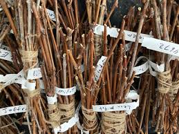 Image result for grapevine cuttings