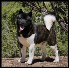 American Akita Dog Black And White Celestial Akitas Akita Dog Japanese Dogs Labrador Retriever Puppies