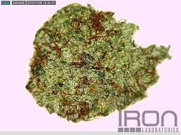 7304 michigan ave, detroit, mi 48210. Iron Laboratories Green Door Alternative