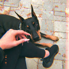pin ot polzovatelya sasha onishenko na doske sohranennye piny v 2020 g doberman pincher doberman shenki doberman