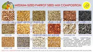 Medium Sized Parrot Seed Mix Composition Seeds Parrot Food Recipe Parrot
