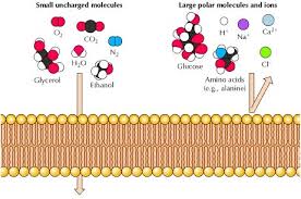Figure 2 49 Permeability Of Phospholipid Bilayers The Cell Ncbi Bookshelf Teaching Cells Biology Classroom Secondary Science Classroom
