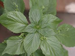 Image result for Micrococca mercurialis