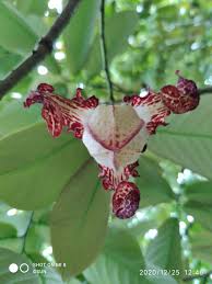 Image result for Monodora