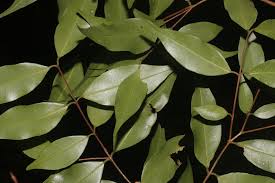 Image result for Plinia