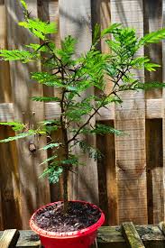 Image result for Acacia cornigera