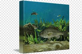 Maybe you would like to learn more about one of these? Largemouth Bass Ecosystem Fishing Marine Biology Fishing Aquarium Biology Fauna Png Pngwing