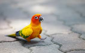 We did not find results for: Red Yellow And Green Bird Hd Wallpaper Wallpaper Flare