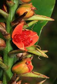 Hedychium Gardnerianum Kahili Ginger Kahila Garland Lily Hawaiian Plants And Tropical Flowers Hawaiian Plants Tropical Flowers Blooming Flowers