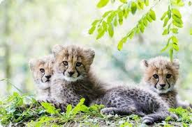 Interesnye Novosti Zhivotnye Koshki Dikie