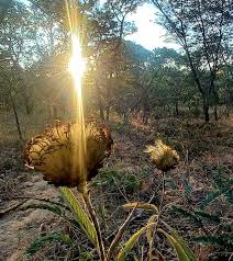 Image result for Pleiotaxis