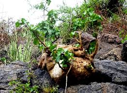 Image result for Pyrenacantha