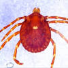 Ticks secrete local anesthesia to their host while they're feeding, most animals don't even know they're. Https Encrypted Tbn0 Gstatic Com Images Q Tbn And9gcraqygwy277vxo Zfbffhocnctv9qpjkacszqv2ab8 Usqp Cau