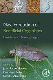 The camel cricket, which is also referred to as a cave cricket and spider cricket or spricket is a small insect belonging to rhaphidophoridae family. Pdf Mass Production Of Beneficial Organisms Invertebrates And Entomopathogens