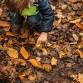 Signs of Autumn Walk at Kingcombe event image