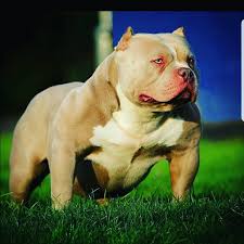 American Bully Kennel Club